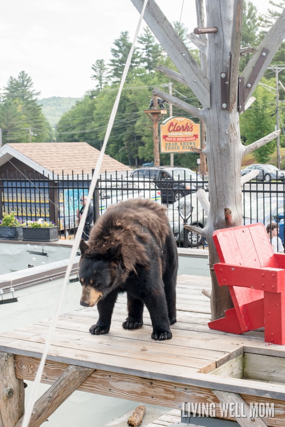 With a little history and a lot of fun, the whole family will have an unforgettable time at Clark's Trading Post in Lincoln, New Hampshire. There's a steam locomotive train ride, live black bear show, water raft ride, the Wolfman, a Mystical Mansion, and so much more! Read our family's review here: