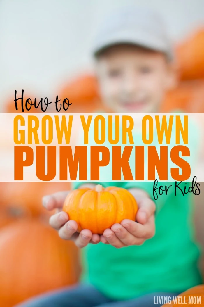 Thinking about getting your little ones involved with the garden? Here’s why pumpkins are a great starter plant for kids and how to grow them!