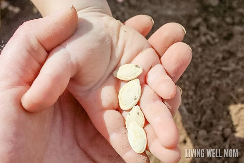 Thinking about getting your little ones involved with the garden? Here’s why pumpkins are a great starter plant for kids and how to grow them!