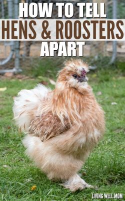 how to tell hens and roosters apart with orange silkie