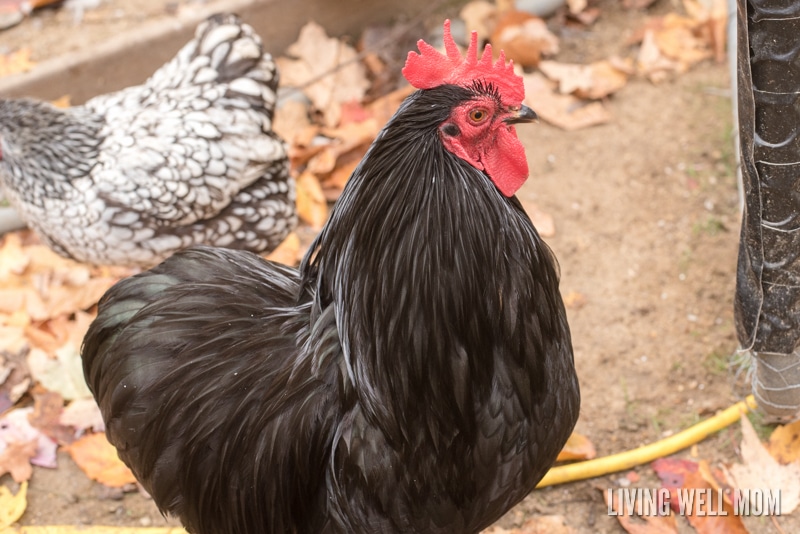 black jersey giant rooster