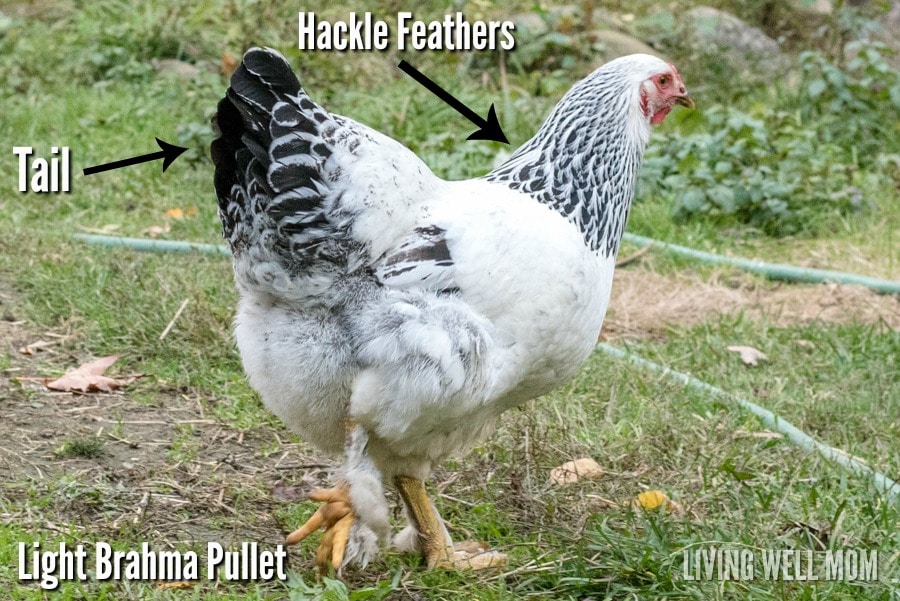 light brahma pullet - hackle feathers and tail - the difference between hens and roosters