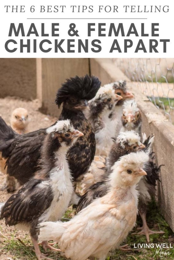 baby chicks - best tips for telling male and female chickens apart
