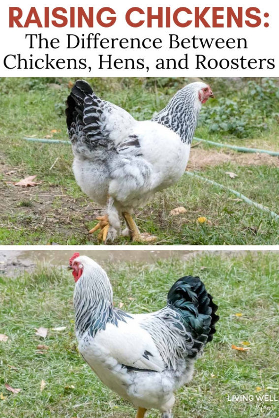  raising chickens - difference between chickens hens and roosters, white brahma