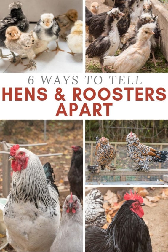 chickens, hens, and roosters how to tell them apart