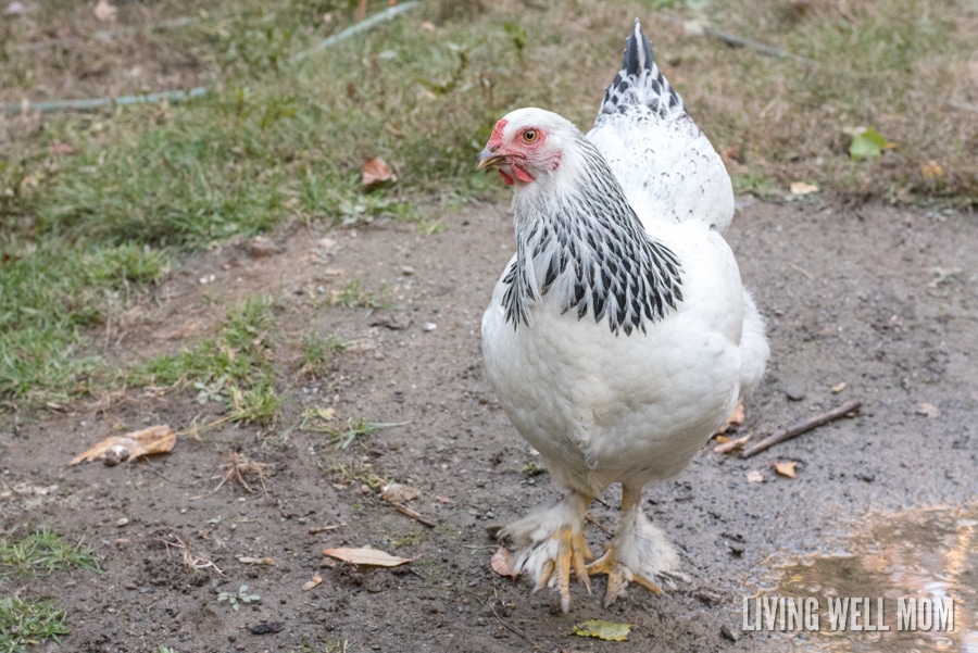 how to tell a brahma pullet from a cockerel