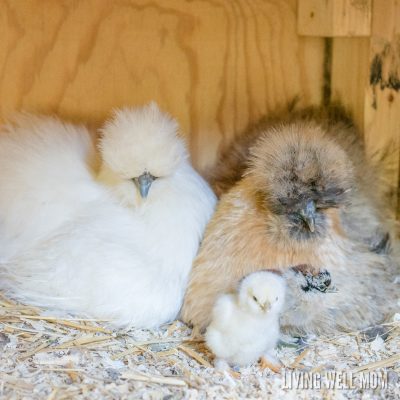 silkie chickens hens with baby chicks