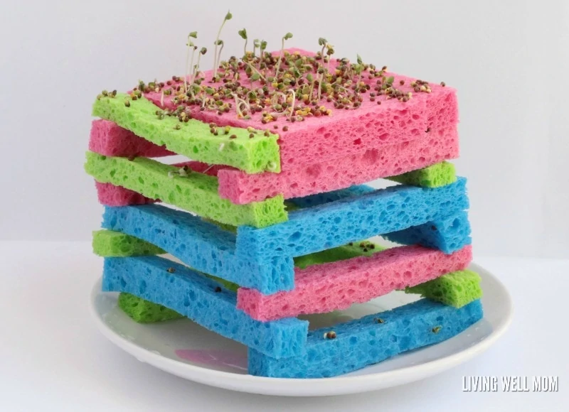 How to Sprout Seeds on a Sponge Garden