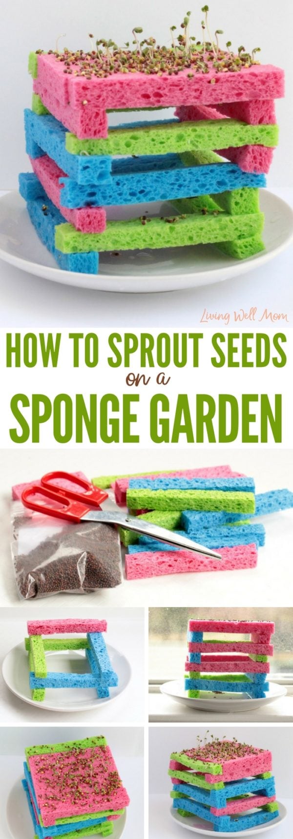 How to Sprout Seeds on a Sponge Garden