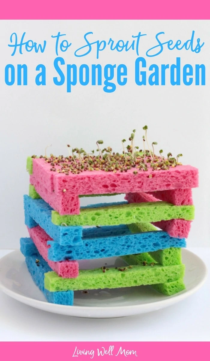 Garden before it's warm outside with this adorable cabin-shaped sponge garden! It's the perfect way to learn about seed germination with kids!