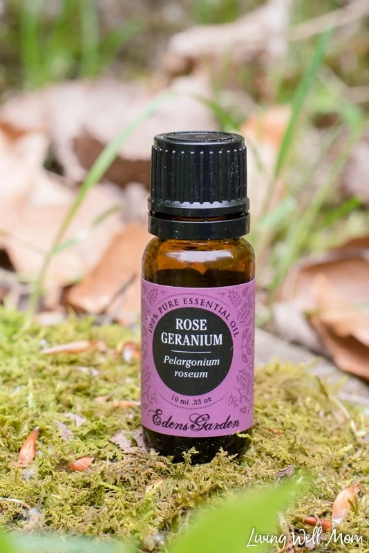 close-up of rose geranium essential oil on mossy rock