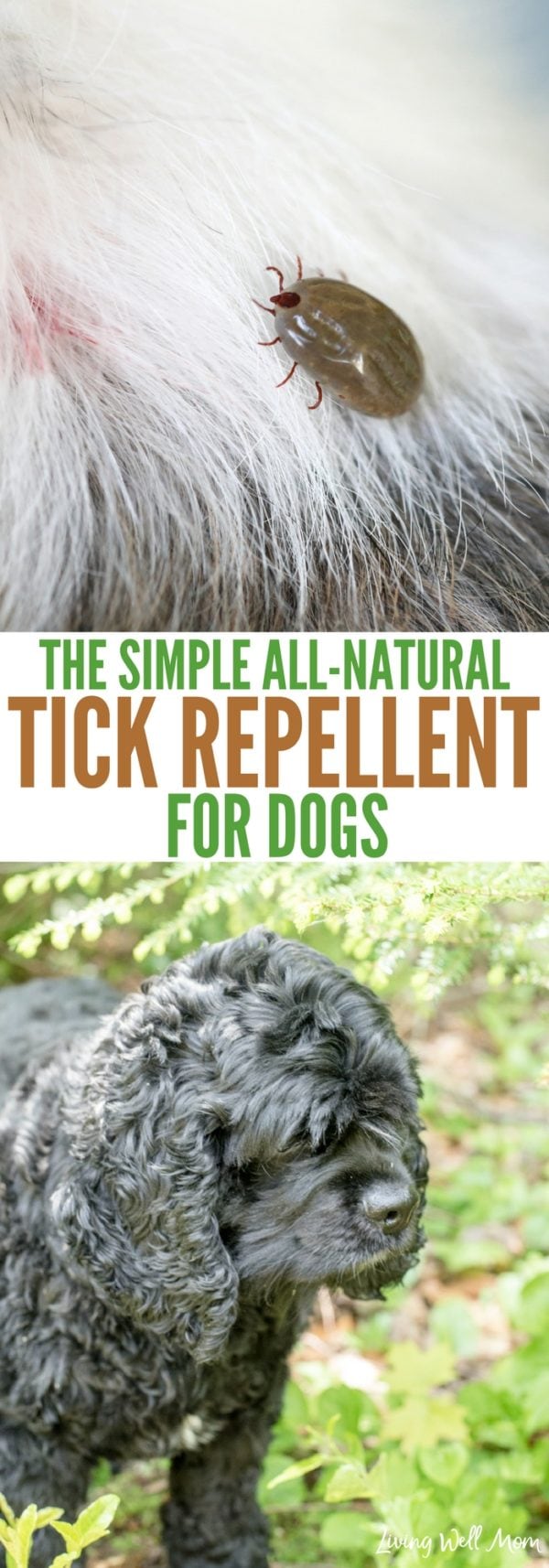 The Simple All-Natural Tick Repellent for Dogs {with Video!}