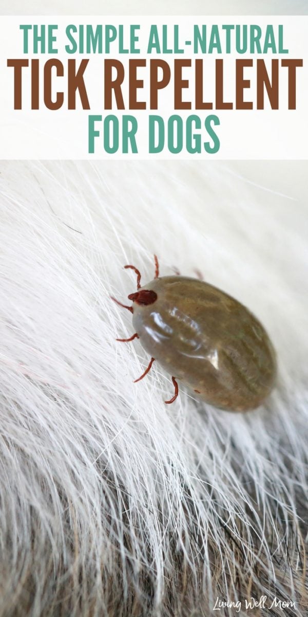 The Simple AllNatural Tick Repellent for Dogs {with Video!}