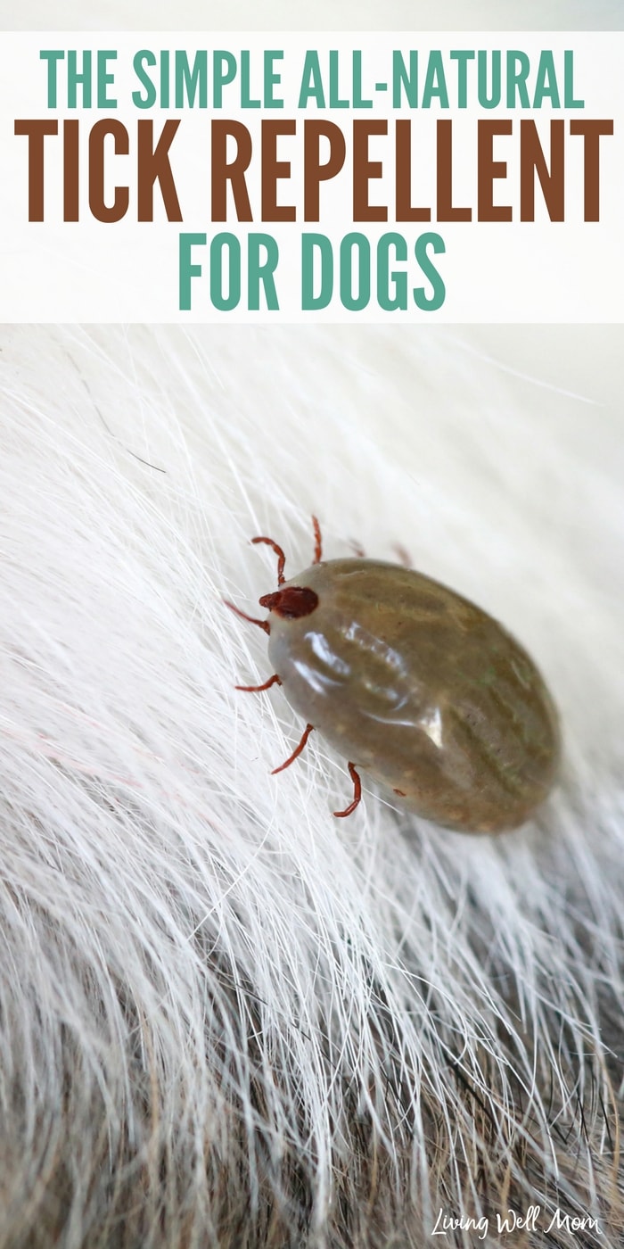 close-up of tick on white dog fur