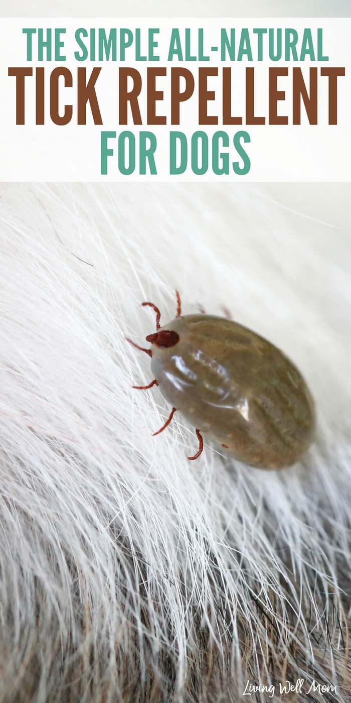 what is best tick prevention for dogs