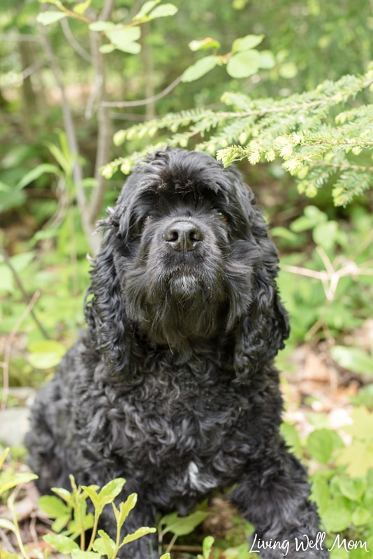 black cocker spaniel dog in green woods