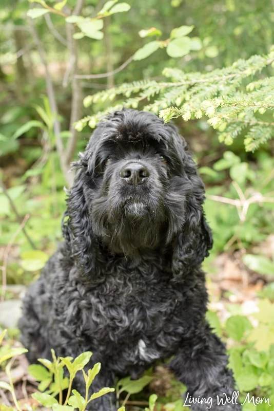 Natural tick clearance repellent for dogs