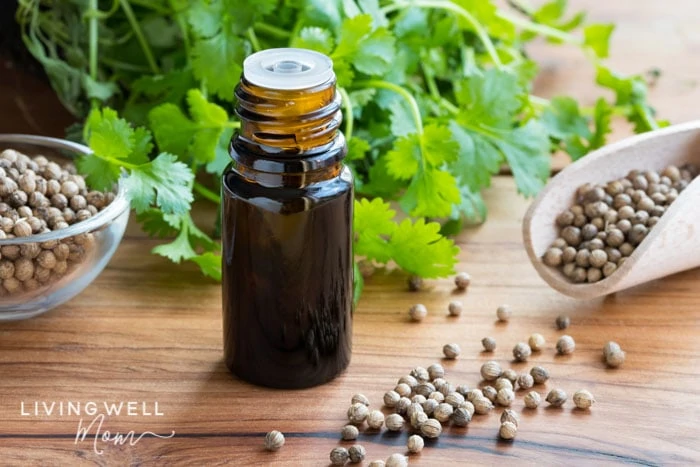 coriander seeds next to a bottle of essential oil