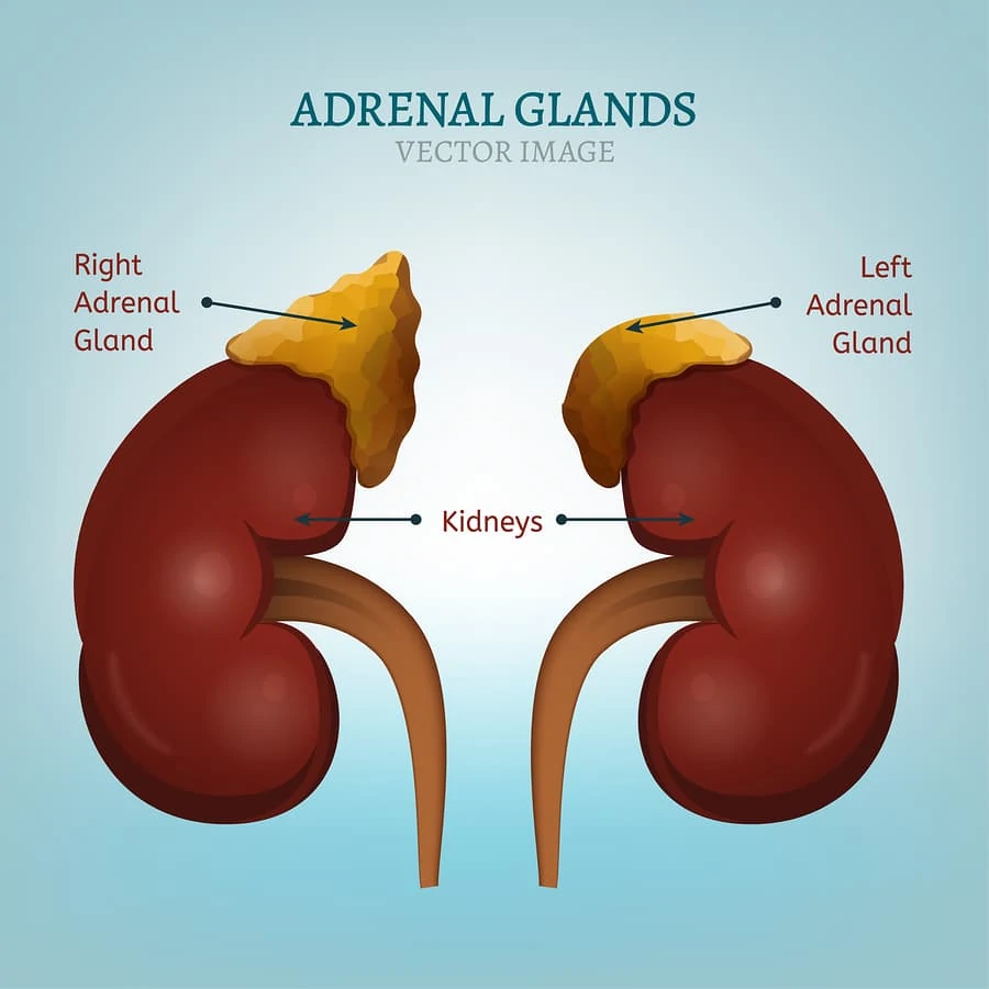Adrenal fatigue is a common health issue many moms face these days. Here's what you should know about adrenal fatigue symptoms, plus how to get diagnosed and most of all, how to get your energy back!