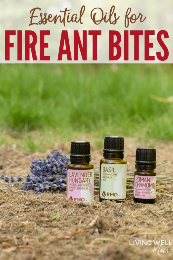 essential oils for fire ant bites