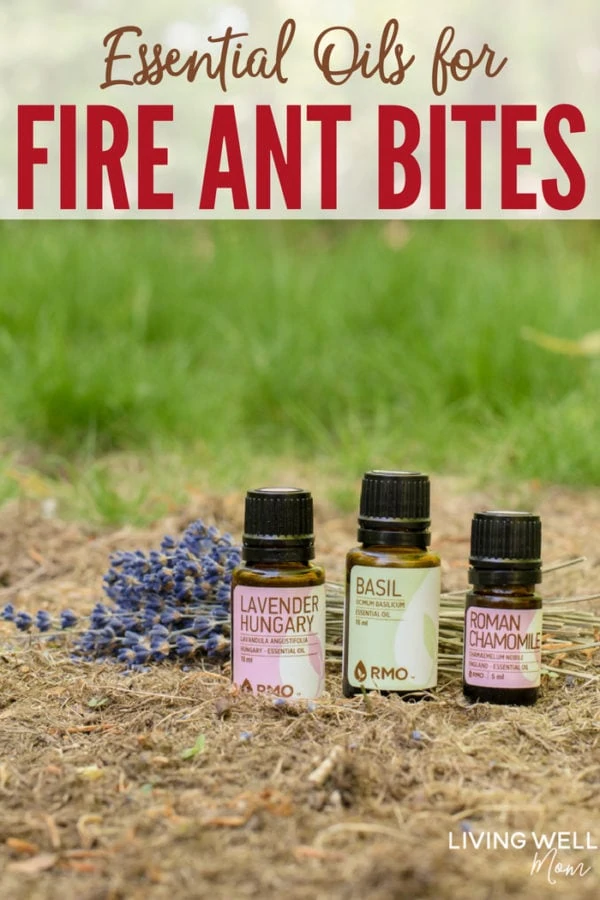 Essential Oils and Fire Ants 