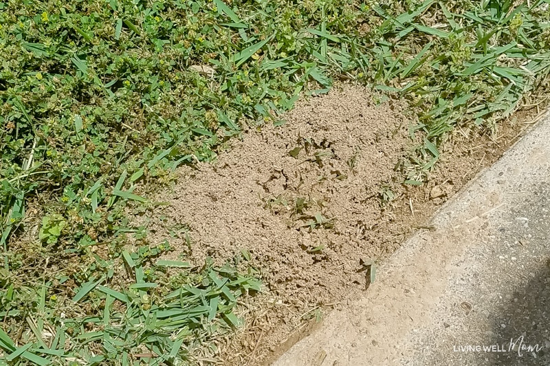 fire ant nest on side of road