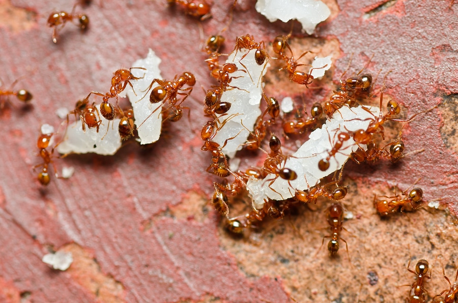 fire ants