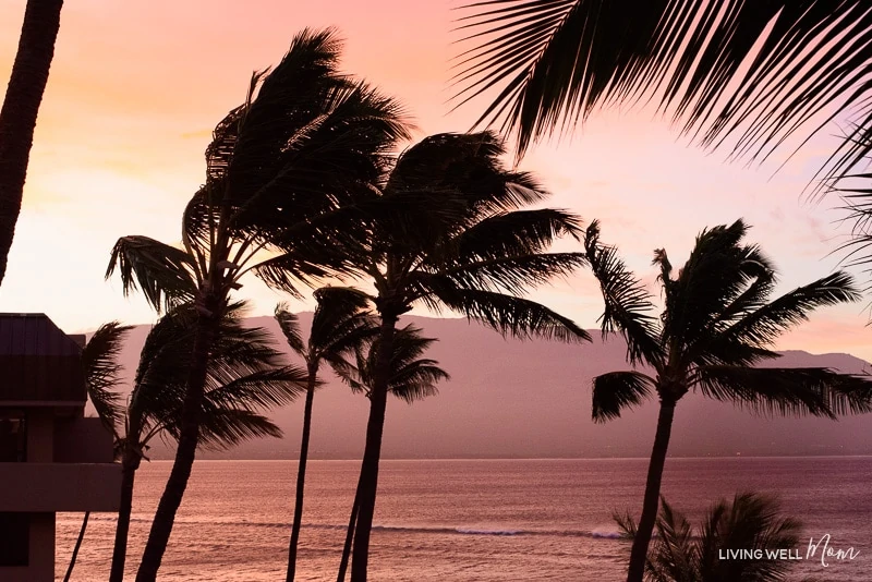 maui sunrise over the ocean with palm trees