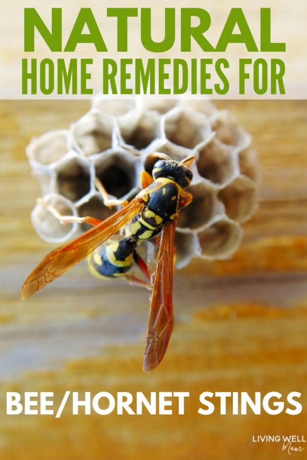 bee sting remedy vinegar