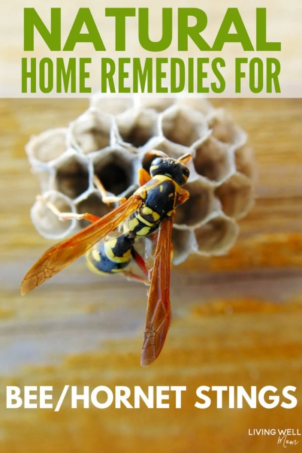 natural home remedies for hornet and bee stings