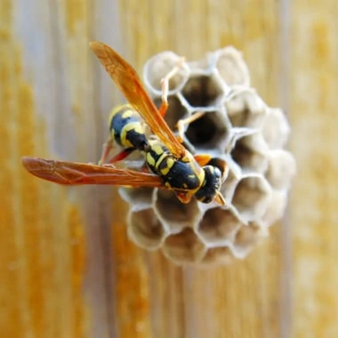 A close up of a Hornet nest