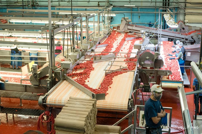 tomatoes being sorted 