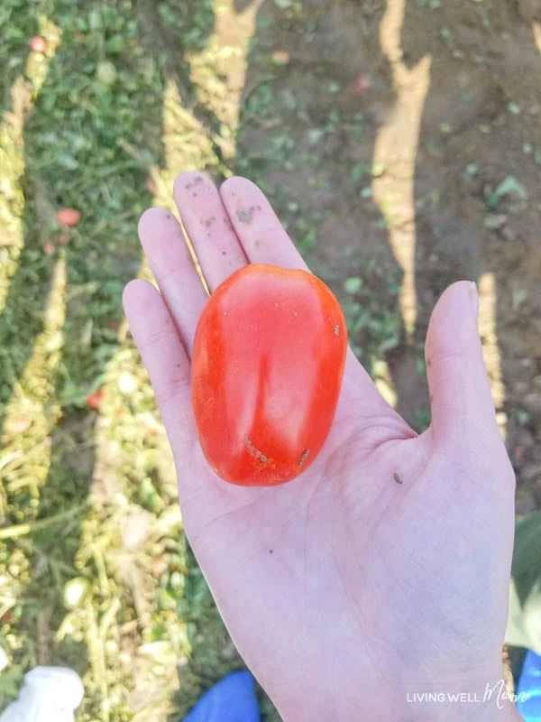 a giant tomato 