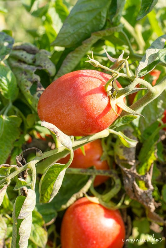 A close up of a tomato hanging from a plant 