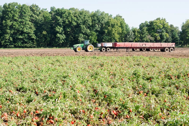 a tractor carrying tomatoes 