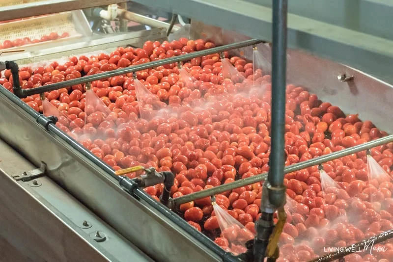 Tomatoes being washed 