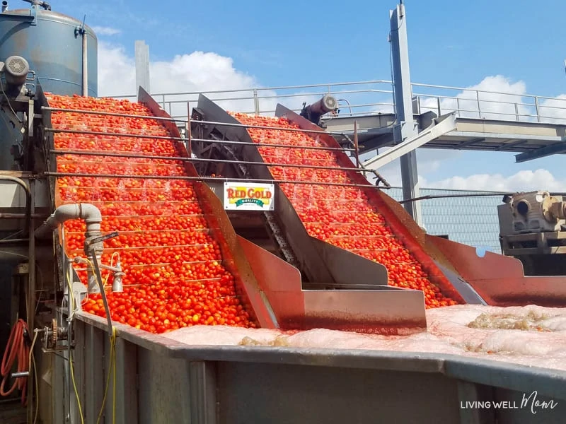 tomatoes being washed on factory style machines