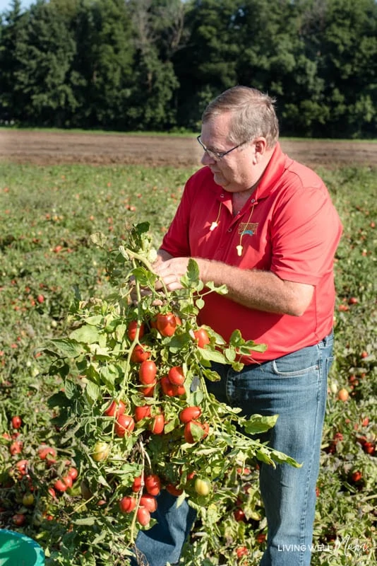A man picking tomatoes from a tomato plant
