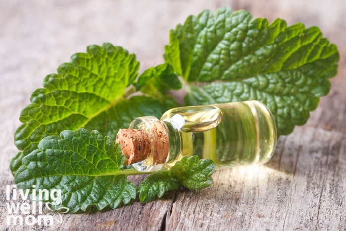 melissa lemon balm leaves and clear bottle of essential oil