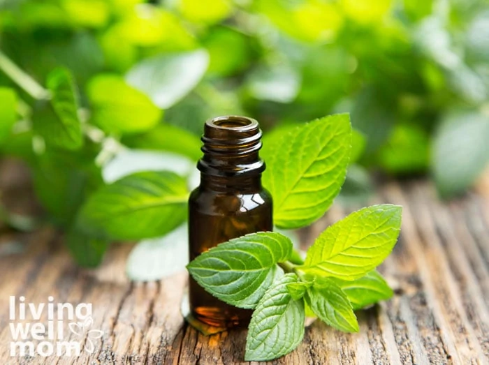 peppermint leaves and essential oil bottle