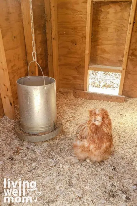 orange fluffy silkie rooster in a large chicken coop with wood shavings and a hanging chicken feeder