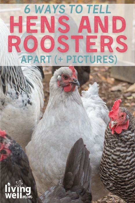 6 ways to tell roosters vs hens pin