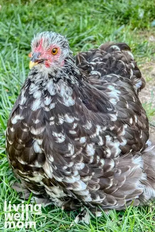 black mottled cochin pullet chicken