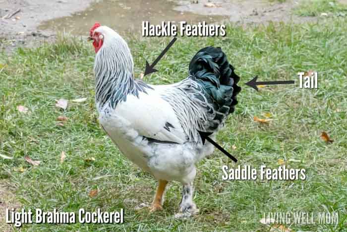 labeled image highlighting roosters saddle feathers characteristic to distinguish rooster vs hen