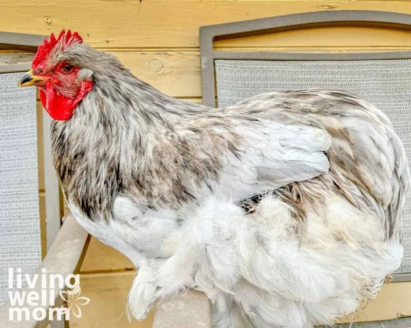 splash large cochin rooster with yellow paint background