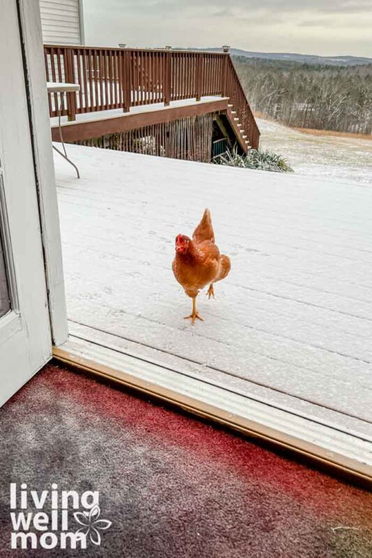 orange hen walking through snow into house