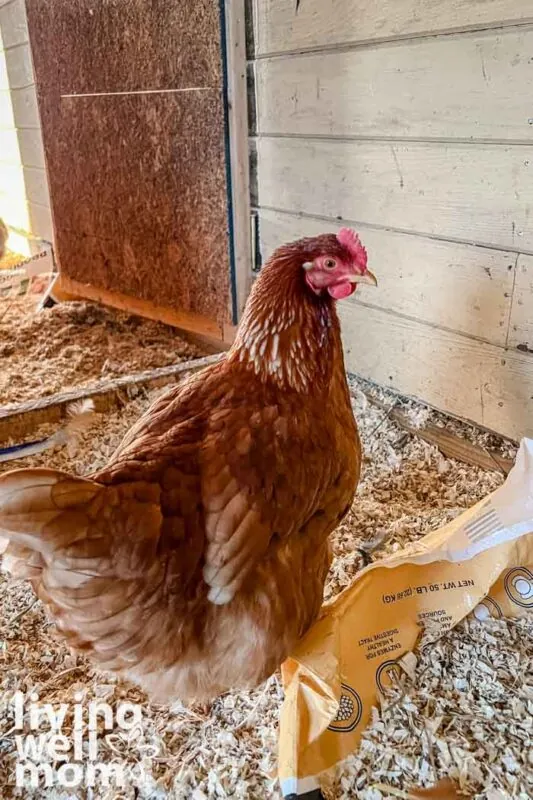 brown orange hen chicken in chicken coop with shavings and yellow wood background