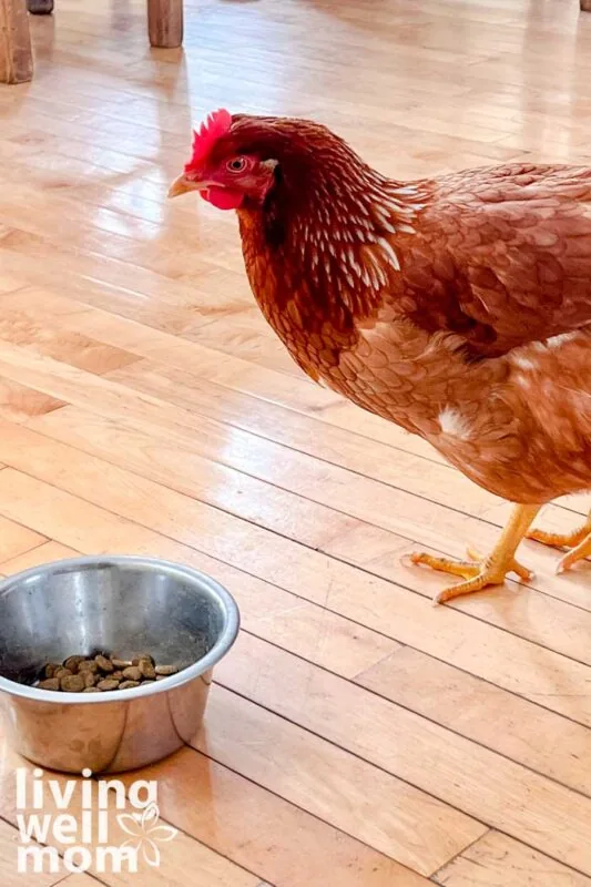red hen looking at dog food on light wooden floor