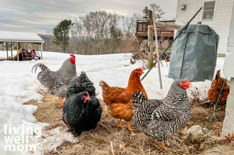 colorful chickens on dead grass with snow and deck in background