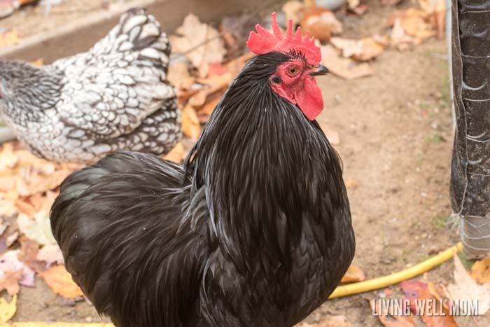 bantam black cochin rooster